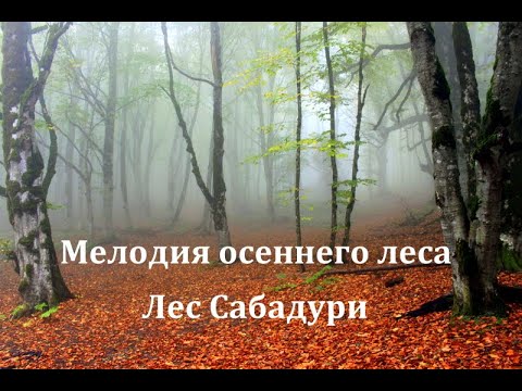 Мелодия осеннего леса. The melody of the autumn forest. შემოდგომის ტყის მელოდია.